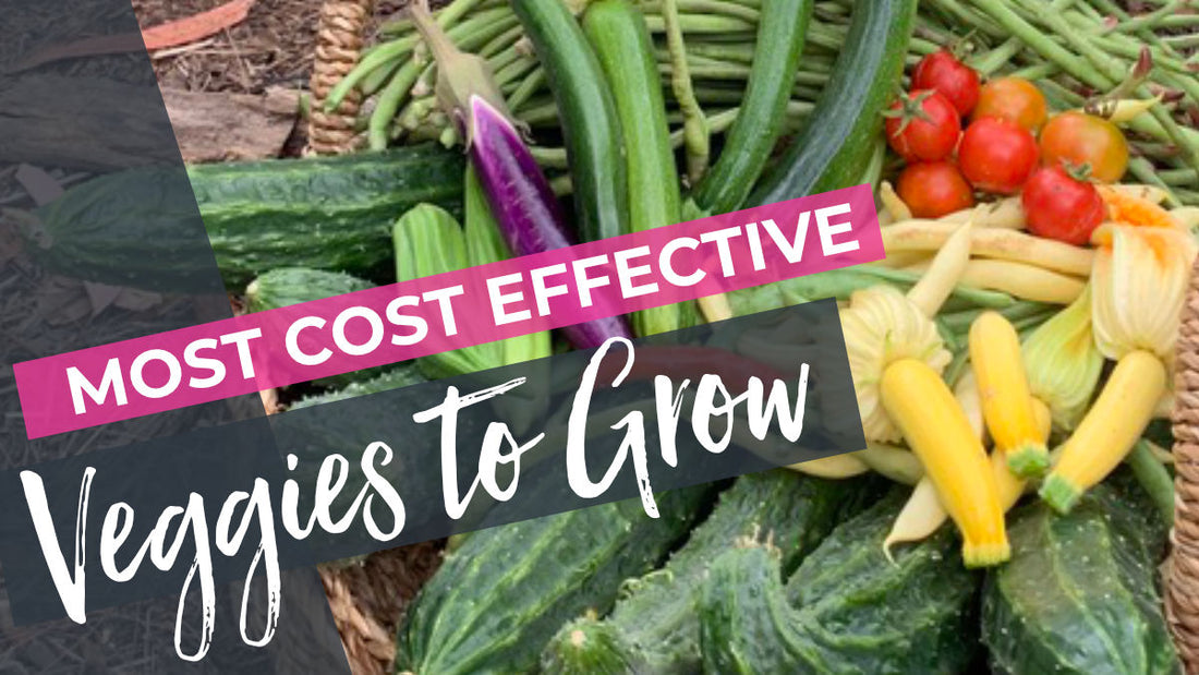 Most cost effective vegetables to grow at home