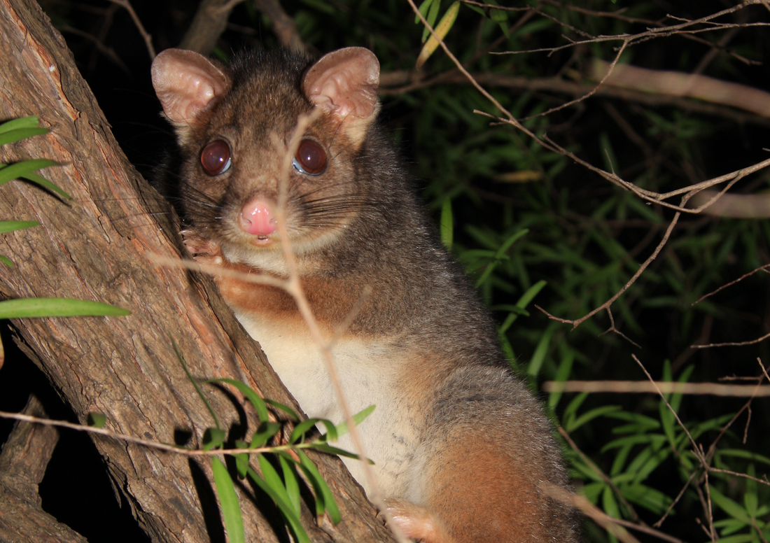 who to stop possums eating your garden