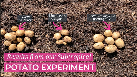 Growing Potatoes in the subtropics