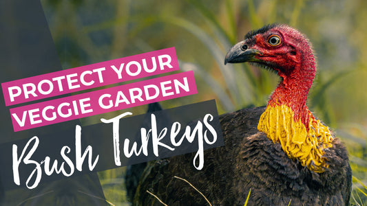Protecting your Vegetable Garden From Australian Bush Turkeys