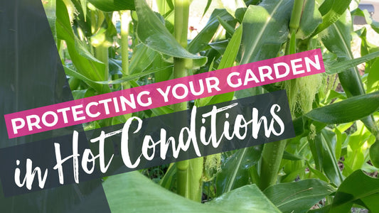Thriving in the Subtropical Sun: Protecting Your Vegetable Garden in Hot Conditions