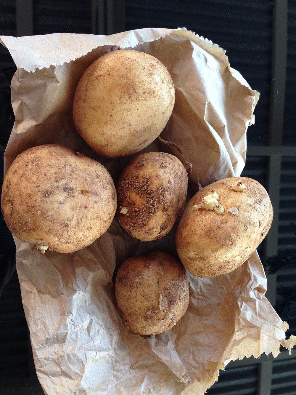 Organic Sebago Seed Potatoes