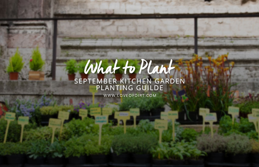 What to plant in september kitchen garden