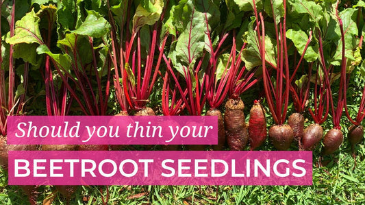 Should you thin your beetroot seedlings