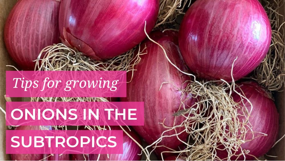 Tips for growing onions in the subtropics