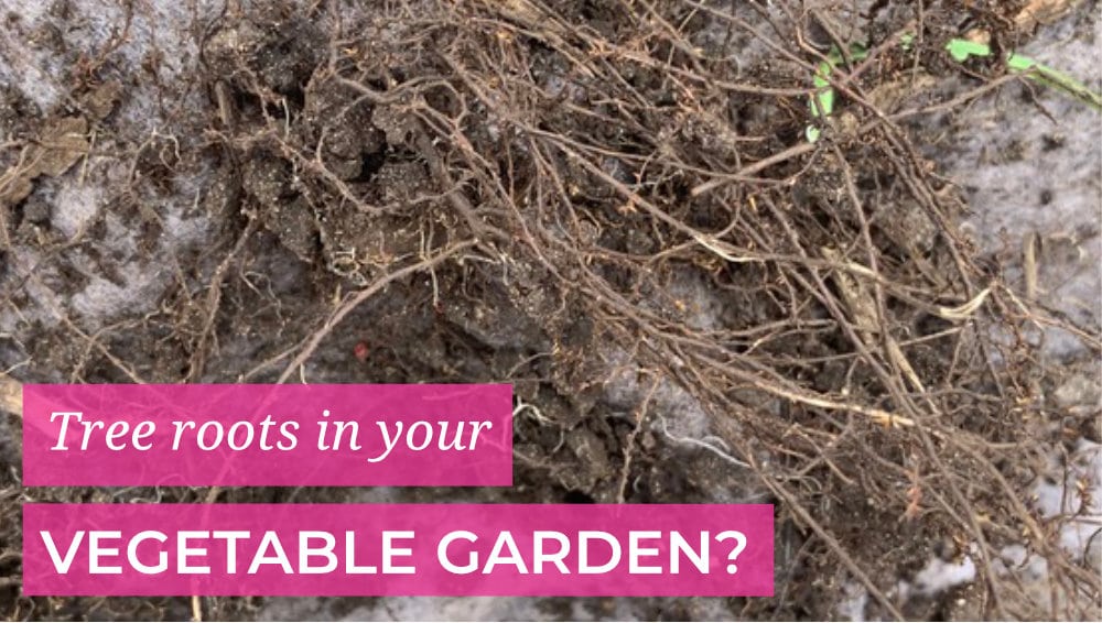 How to stop tree roots in your vegetable garden