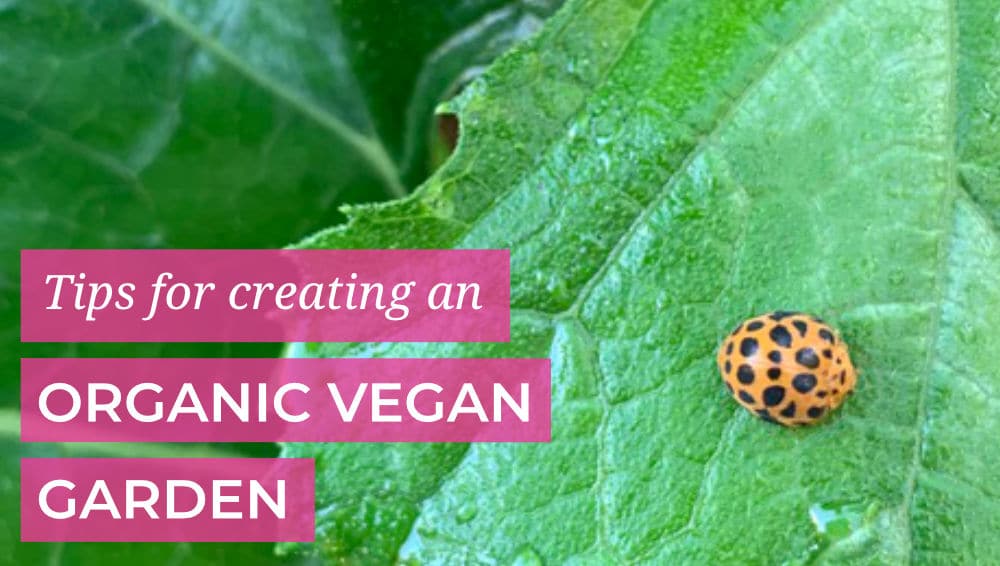 Tips for creating an organic vegan garden