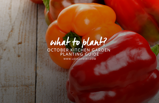 What to plant in the vegetable garden october