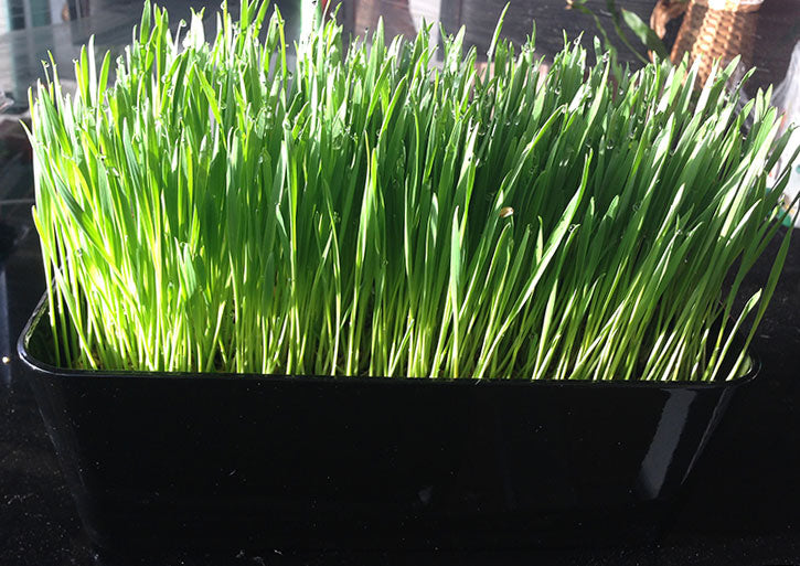 How to grow your own wheatgrass for green juices