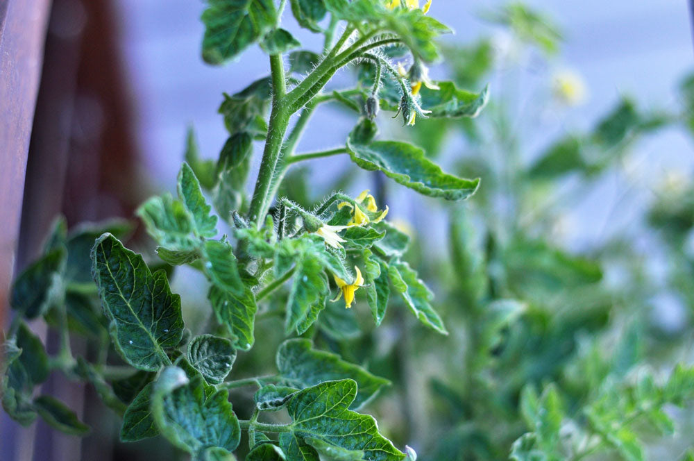 How to get rid of whiteflies on tomato plants – Love of Dirt