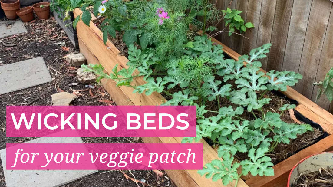 Wicking Beds for your Veggie Patch