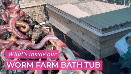 what's inside our worm farm bath tub, picture of composting worms and a bathtub converted worm farm