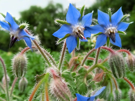 Borage Seeds