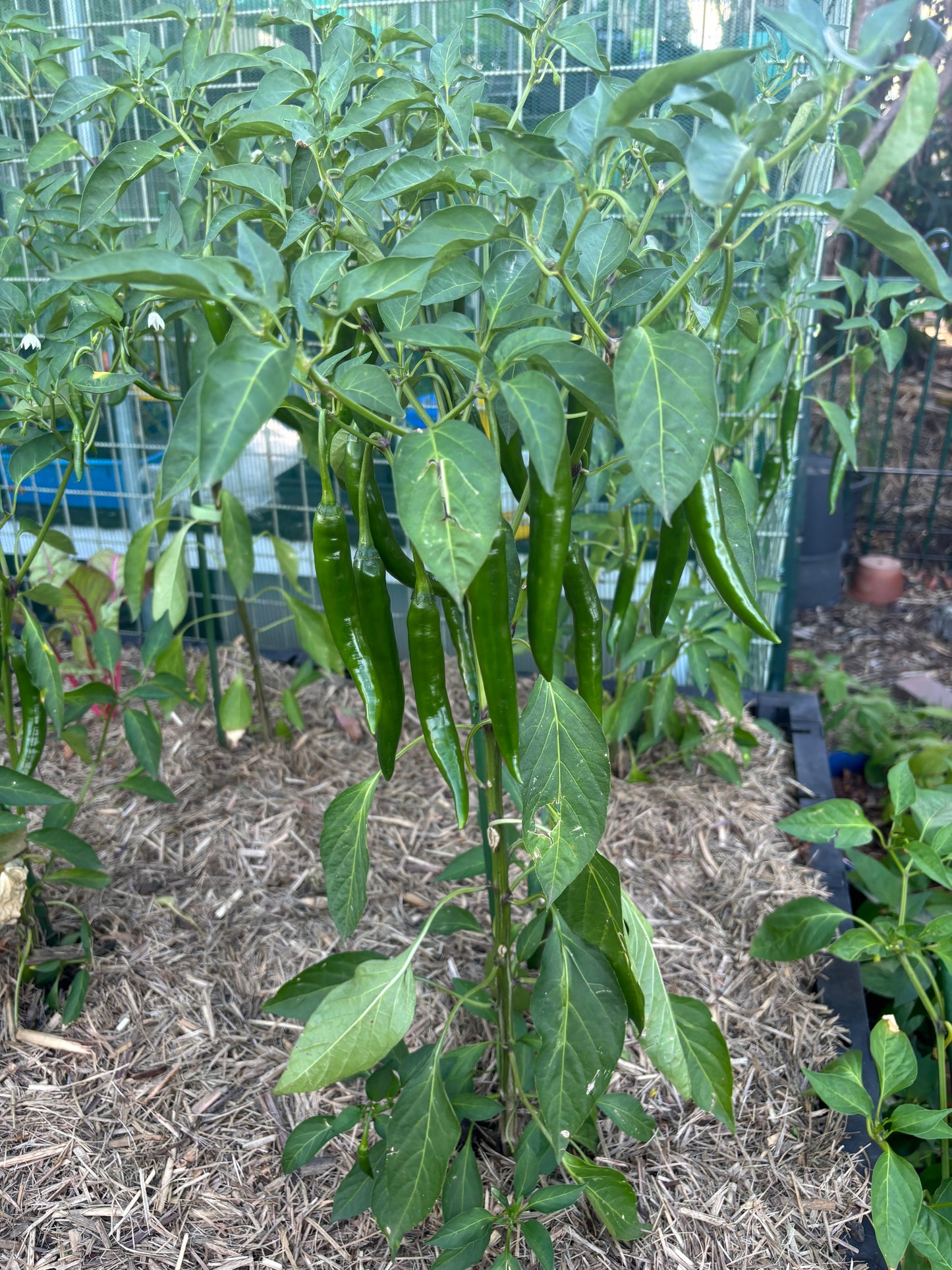 Cayenne chilli plant with green fruit