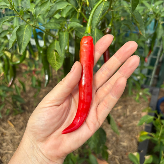 Hand holding a red cayenne chili pepper with plant in background
