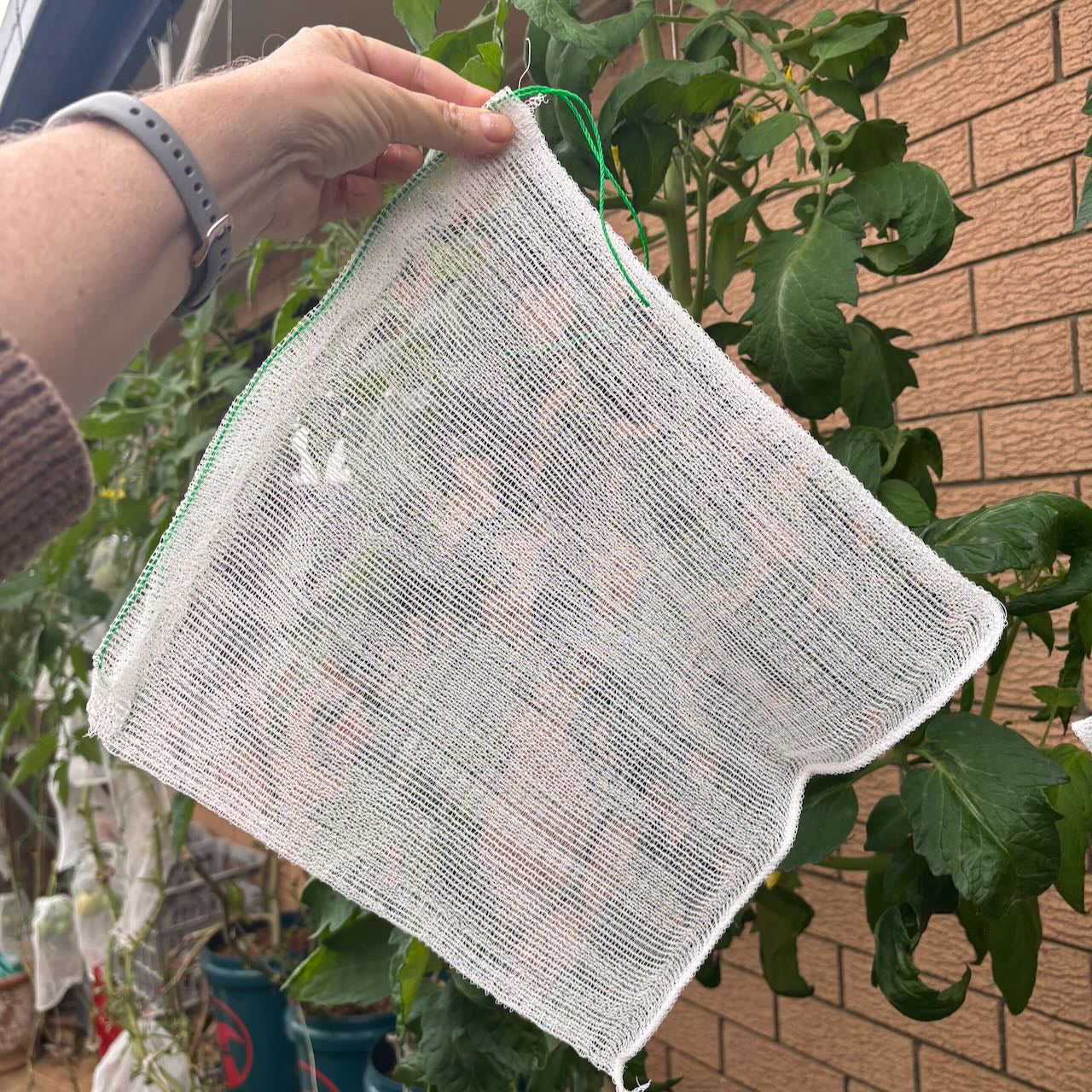 Fruit Protection Exclusion Bags