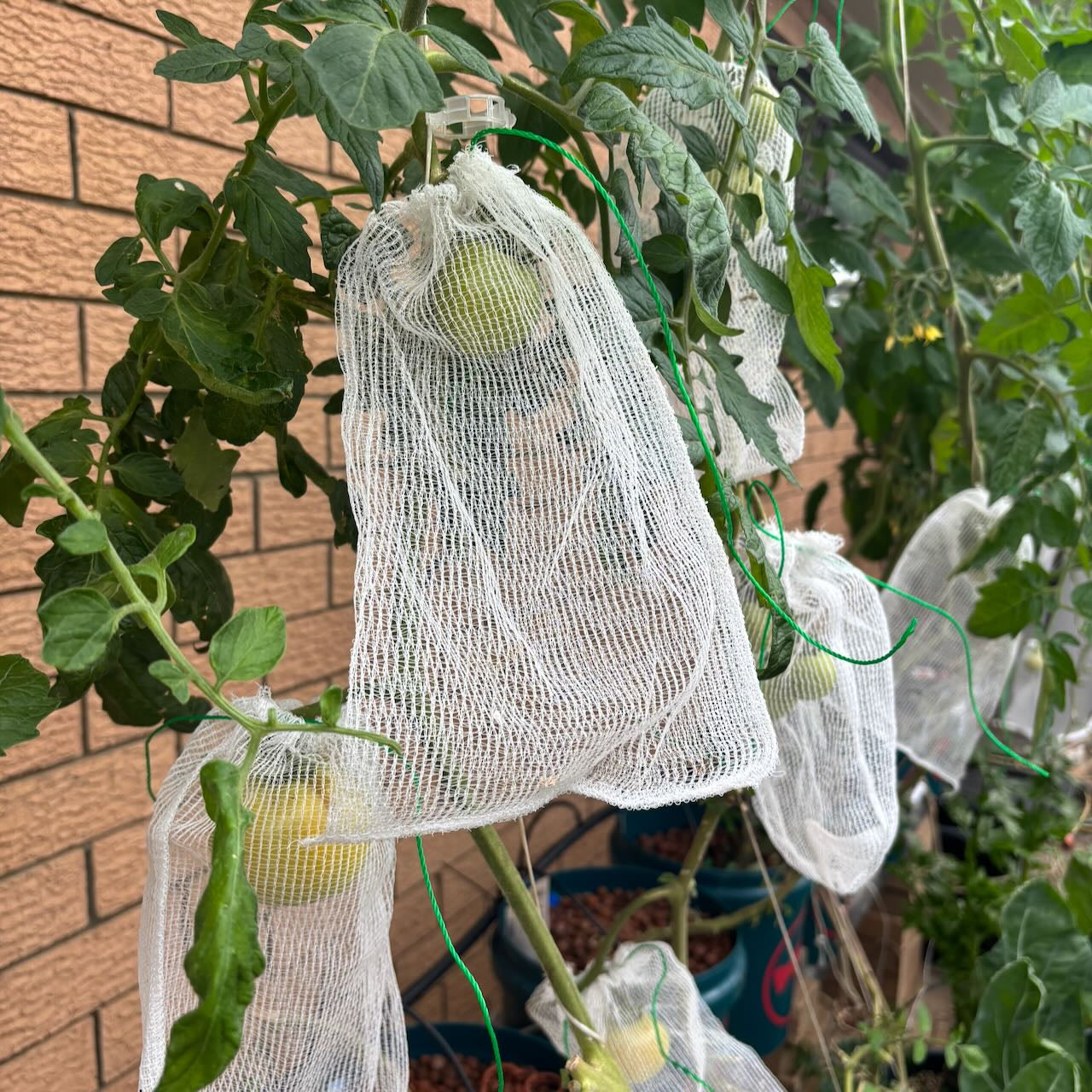 Fruit Protection Exclusion Bags