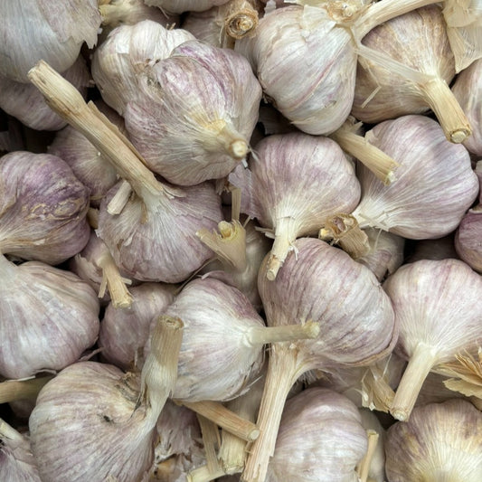 Organic Glenlarge Garlic Seed - Subtropical
