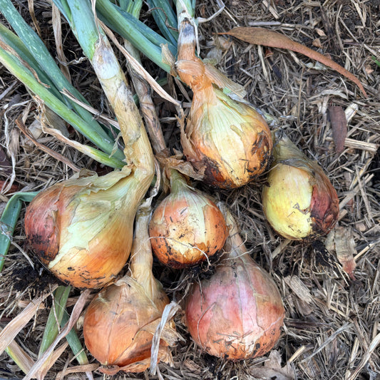 Onion 'Gladalan Brown' Seeds