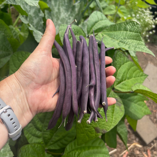 Bush Bean 'Royal Burgundy' Seeds
