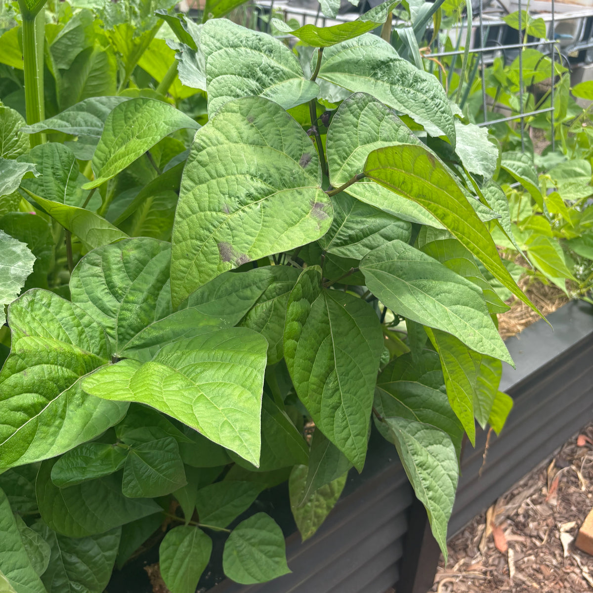 Bush Bean 'Royal Burgundy' Seeds