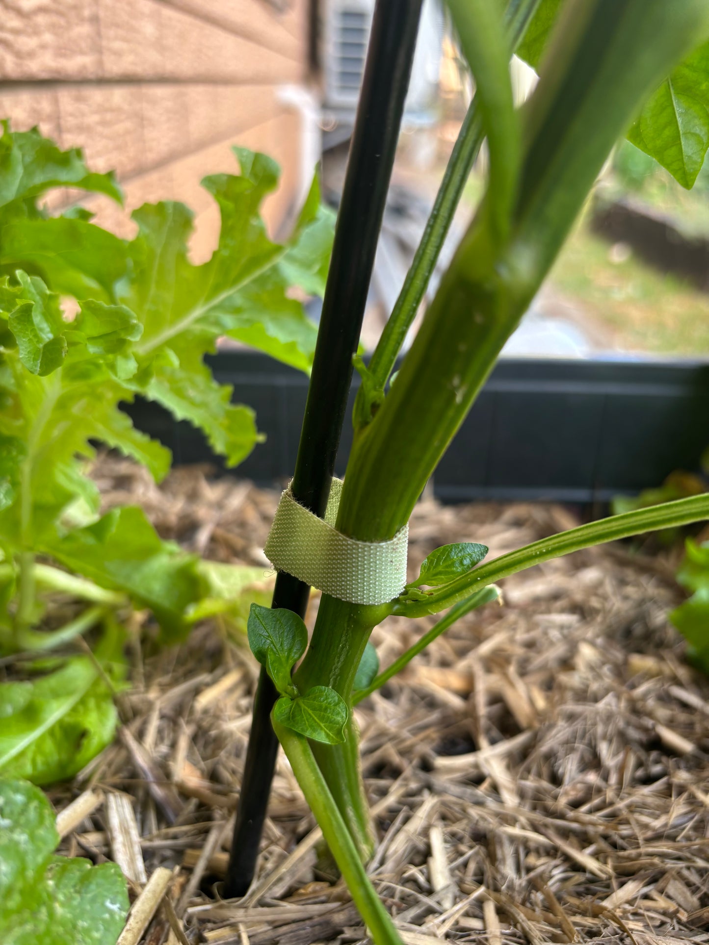 Green plant with a black tube and green tape in an outdoor setting