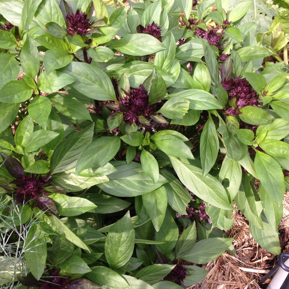 Basil 'Siam Queen' Herb Seeds