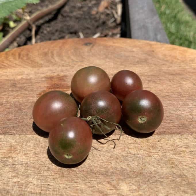 Black Cherry Tomato Seeds