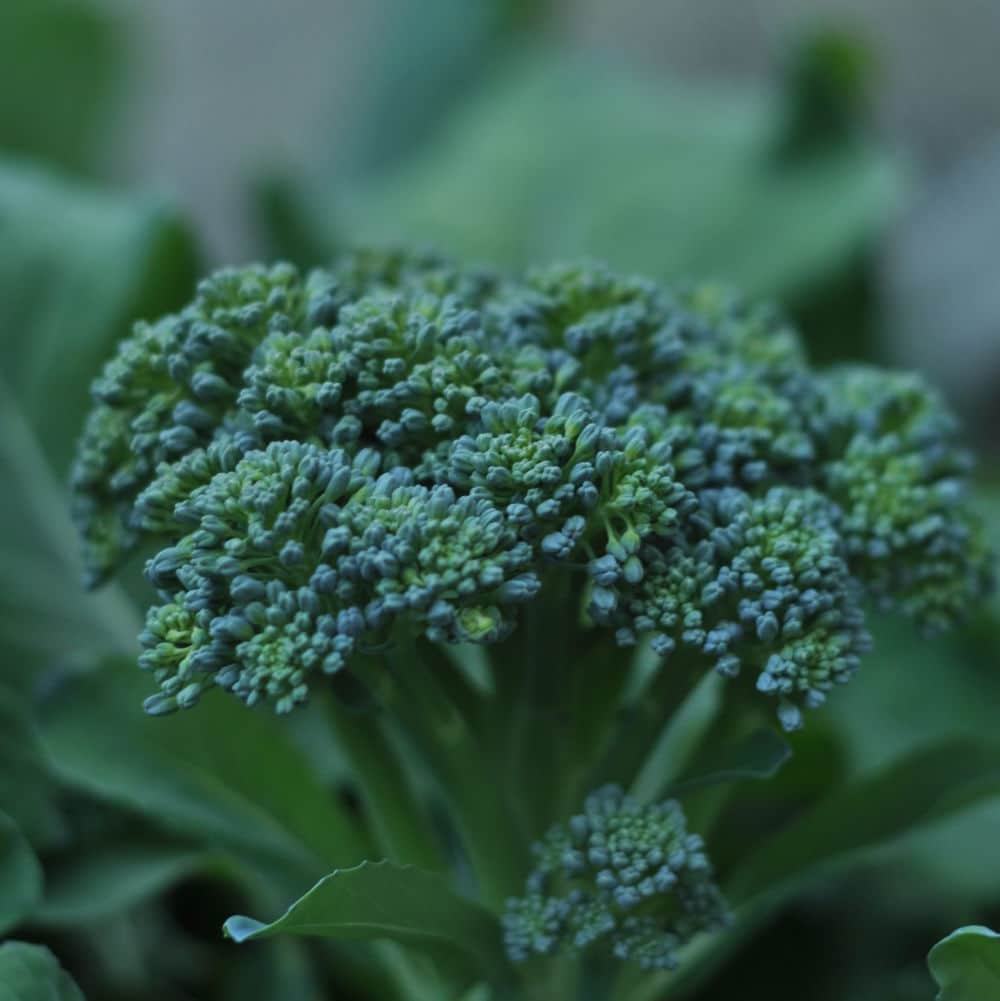 Broccoli Di Ciccio Seeds