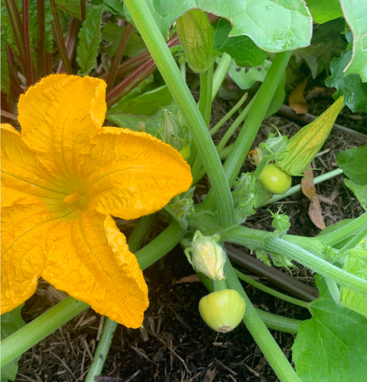 Yellow Scallop Button Squash