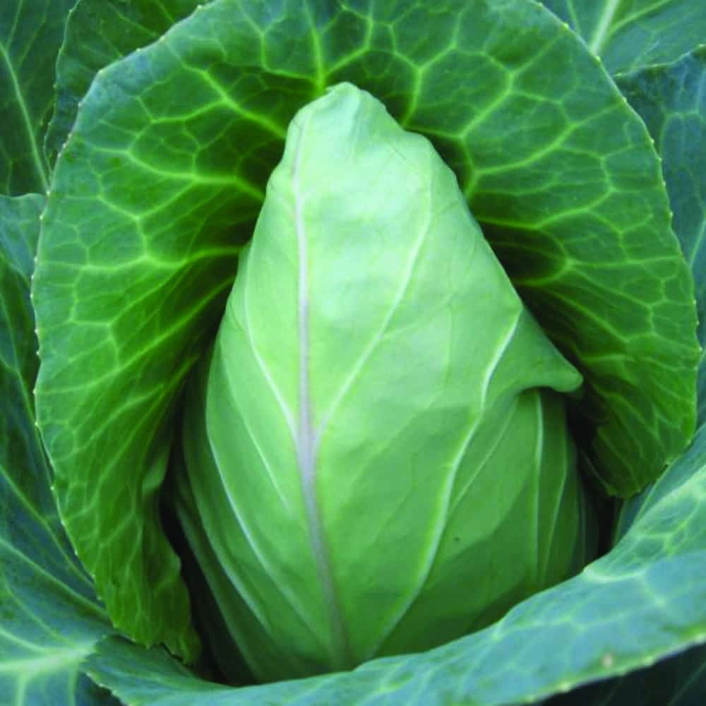 Cabbage Early Jersey Wakefield Seeds Sugarloaf