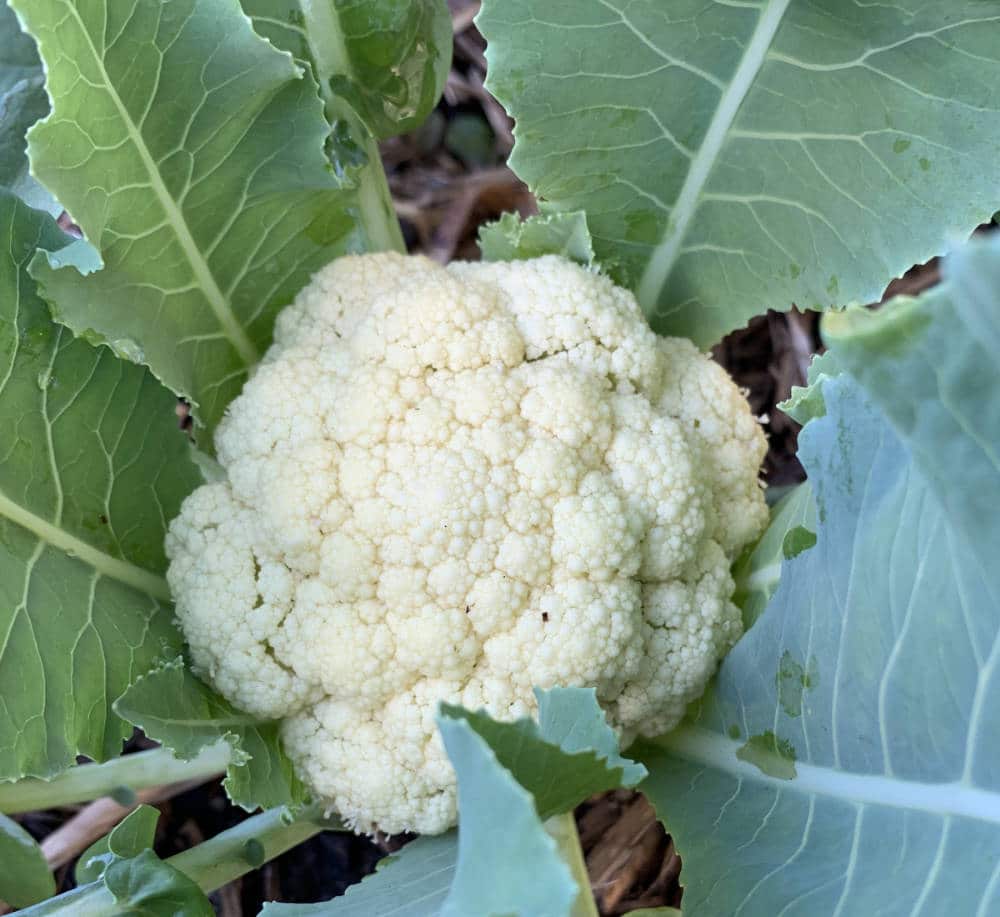 Cauliflower for the Subtropics