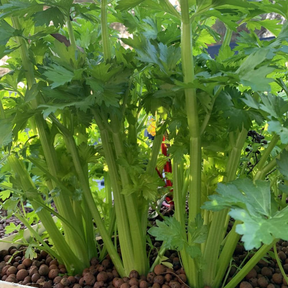 Celery Tall Utah Seeds