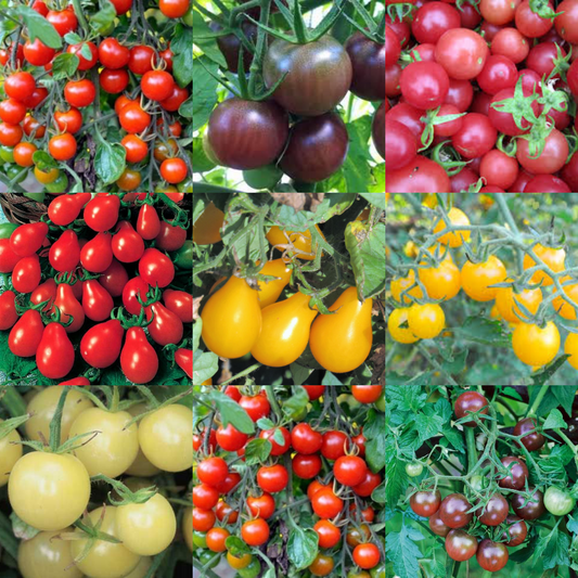 Tomato 'Cherry Mix' Seeds