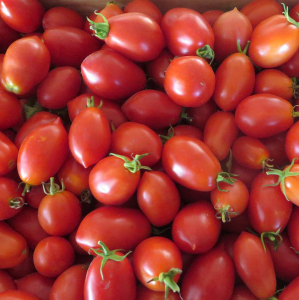 Tomato 'Cherry Roma' Seeds – Love of Dirt