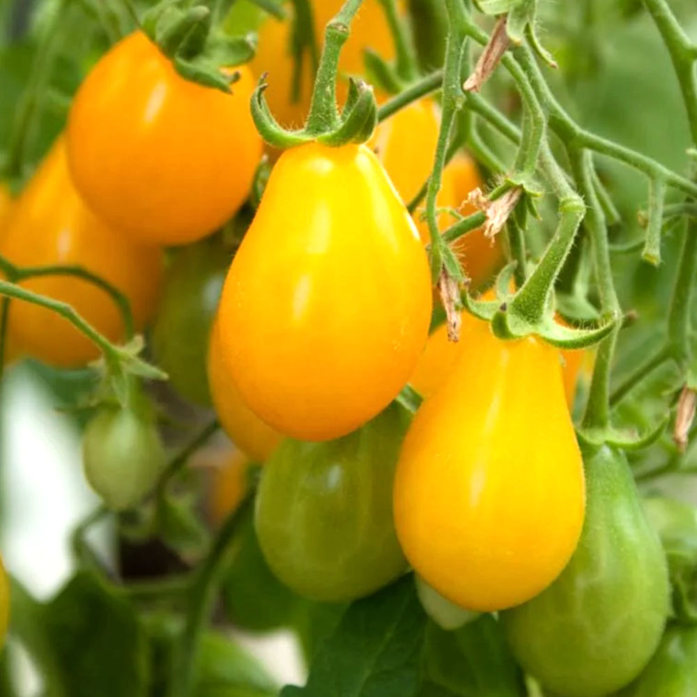 Tomato 'Yellow Pear' Seeds