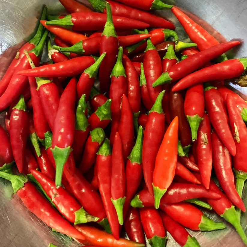 Chilli 'Thai Birdseye' Seeds Love of Dirt