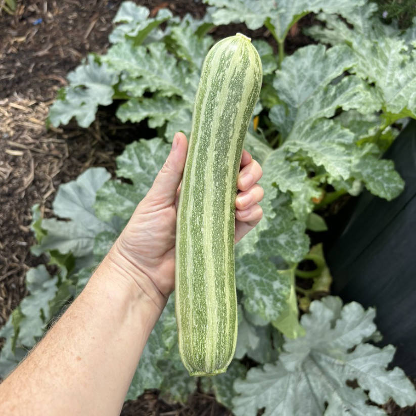 Zucchini 'Cocozelle' Seeds