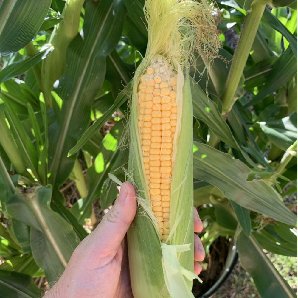 Corn 'Super Sweet Max' F1 Seeds