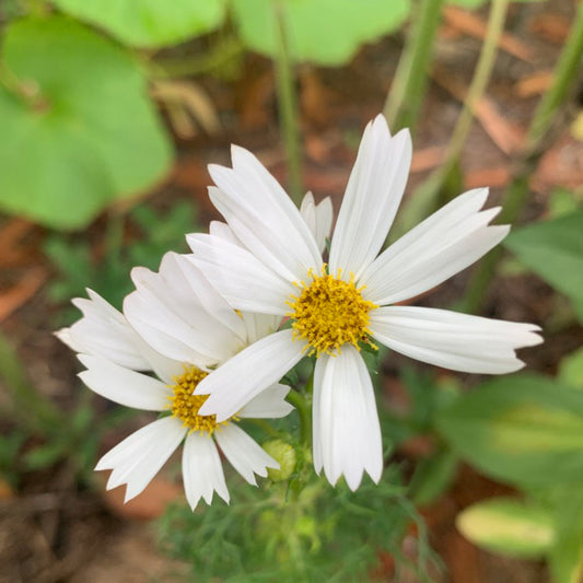 Cosmos 'Sensation Purity White' Flower Seeds