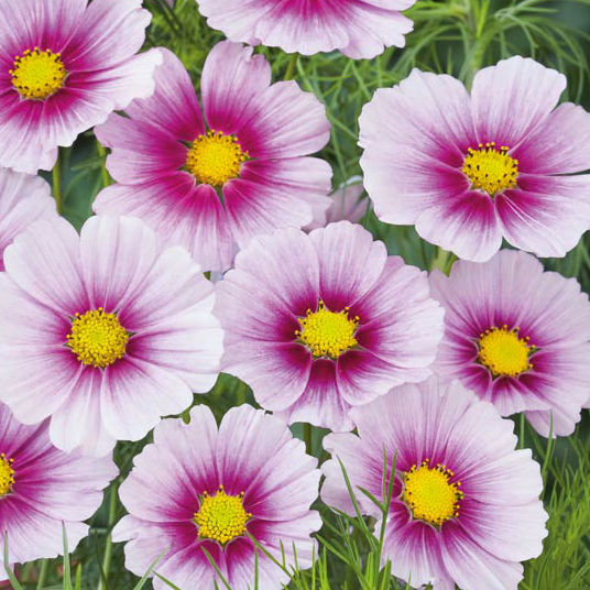 Cosmos 'Sensation Daydream' Flower Seeds