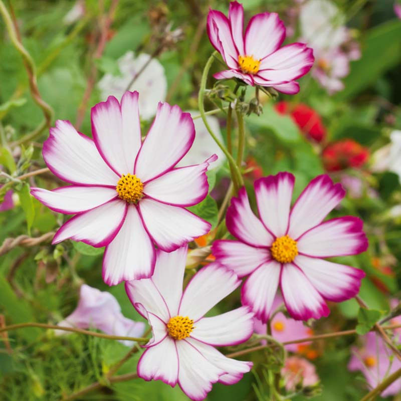 Cosmos 'Sensation Picotee' Flower Seeds