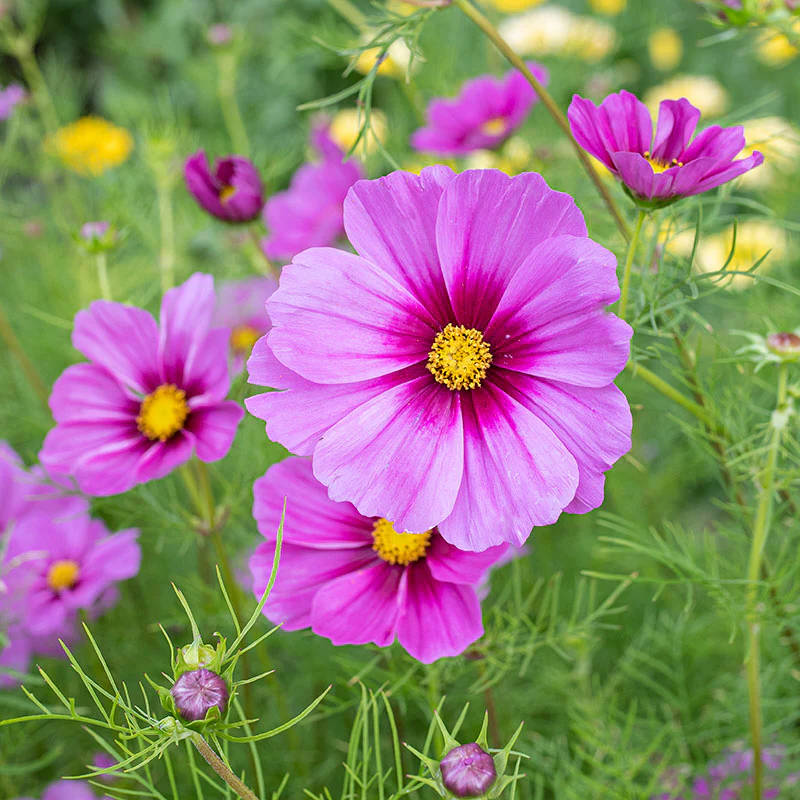 Cosmos 'Sensation Radiance' Flower Seeds