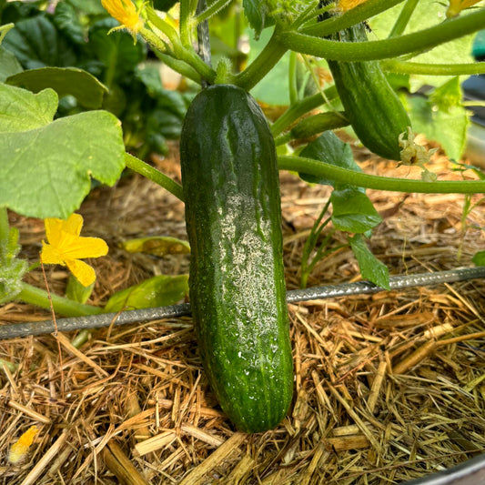 Cucumber 'Burpless' Seeds