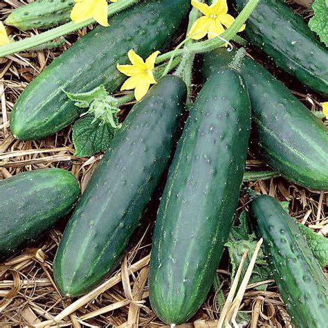 Cucumber 'Spacemaster' Seeds