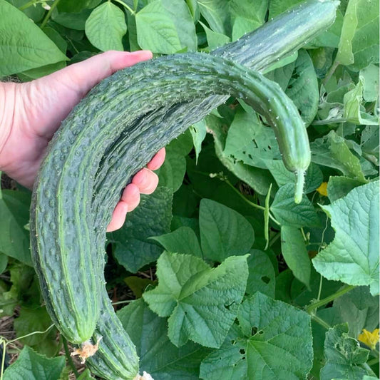 Suyo Long Cucumber