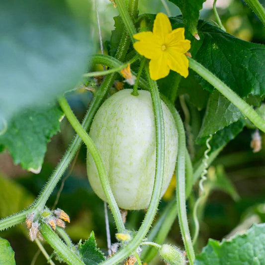 Cucumber 'Crystal Salad' Seeds