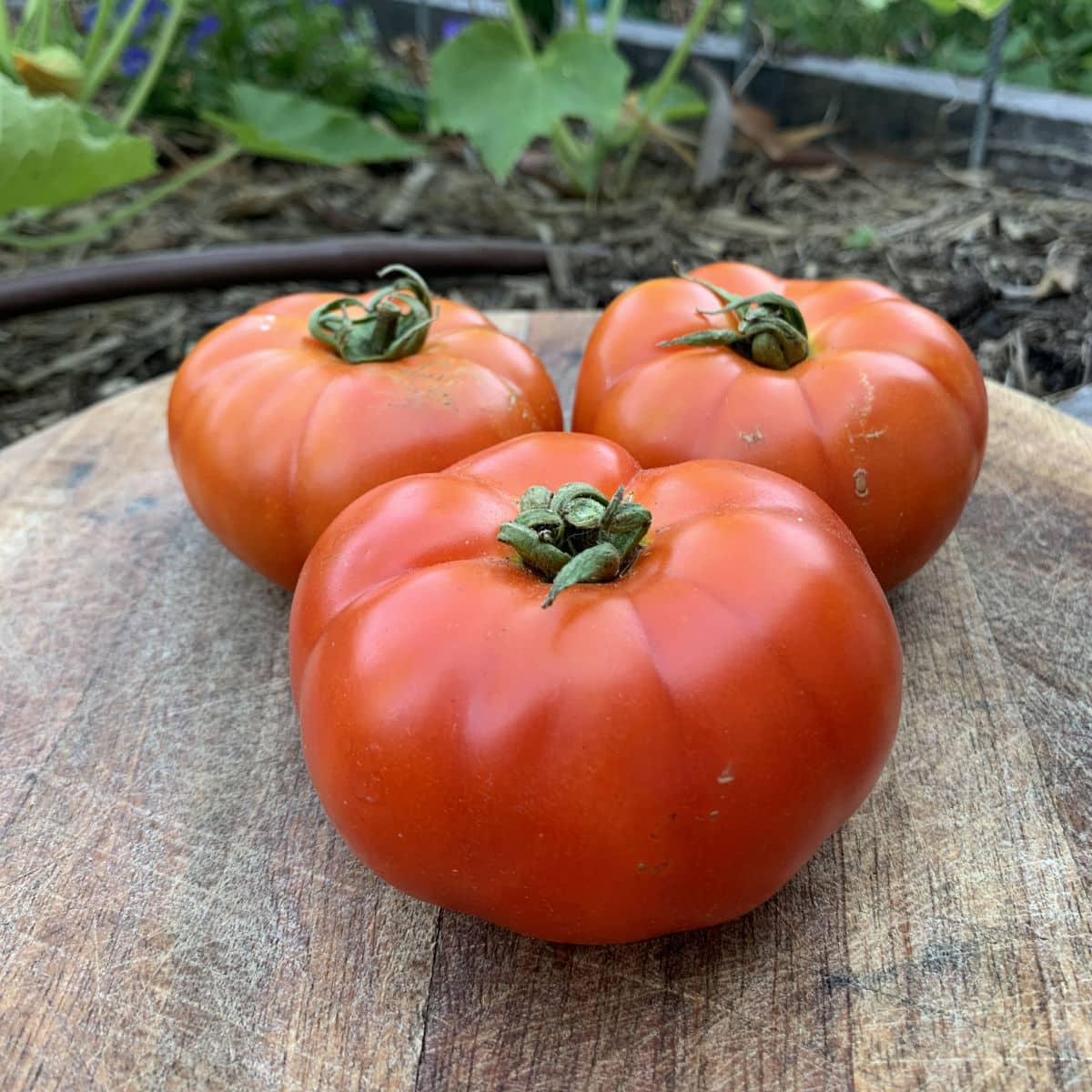 Burnley Gem Tomato Seeds For Sale