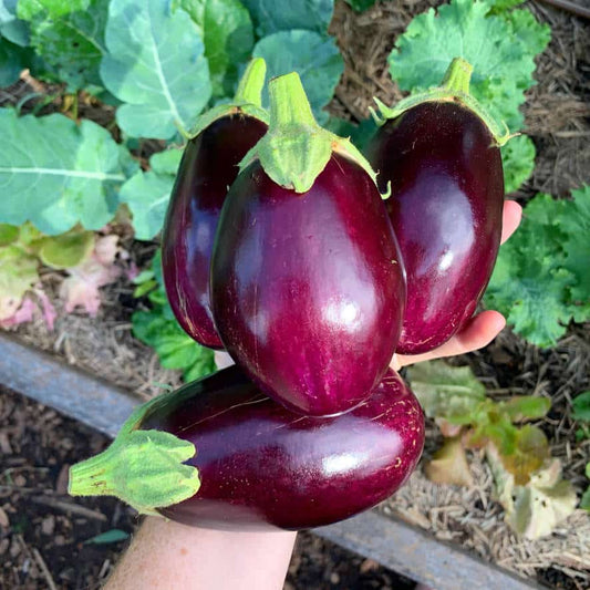 Eggplant 'Black Beauty' Seeds