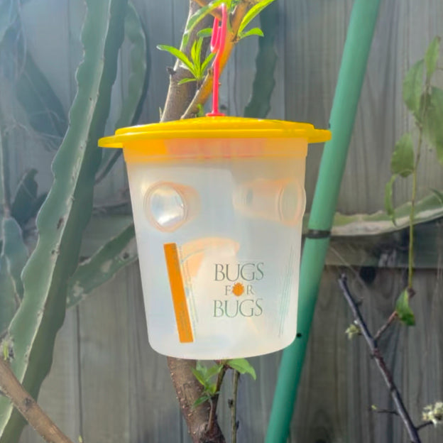 Fruit Fly Trap Pro